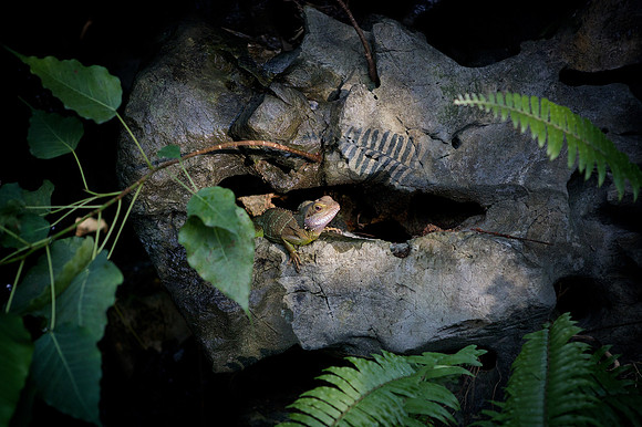 George the Chinese Water Dragon from our garden